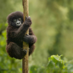 Likweli, nuova scimmia scoperta nelle foreste del Congo